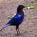 Malabar Whistling-Thrush
